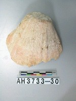 藏品(貝殼)的圖片